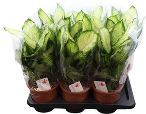 Dieffenbachia Green Houseplant – 17cm Pot, 55cm Tall