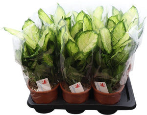 Dieffenbachia Green Houseplant – 17cm Pot, 55cm Tall