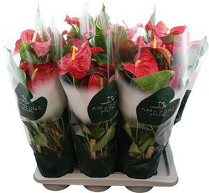 Red Anthurium (Anthurium) – 17cm Pot, 65cm