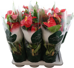 Red Anthurium (Anthurium) – 17cm Pot, 65cm