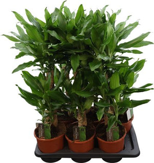 Dracaena fragrans Green Houseplant – 17cm Pot, 80cm High