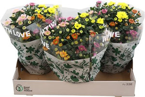 Chrysanthemum ‘Elixer’ – 23cm Pot