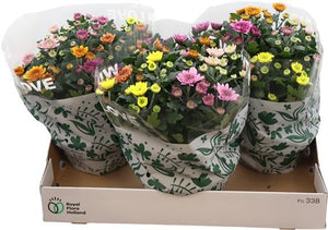 Chrysanthemum ‘Elixer’ – 23cm Pot