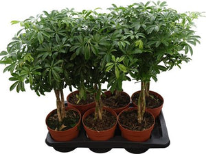 Dwarf Umbrella Tree (Schefflera arboricola) – 17cm Pot