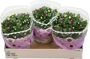 Mixed Chrysanthemum Houseplant – 23cm Pot