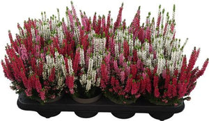 Common Heather (Calluna vulgaris) – 12cm Pot