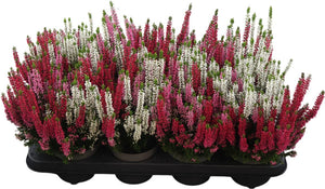 Common Heather (Calluna vulgaris) – 12cm Pot