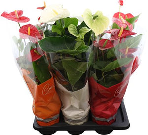 Mixed Anthurium Houseplant – 17cm Pot, 60cm High