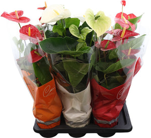 Mixed Anthurium Houseplant – 17cm Pot, 60cm High