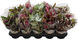 Begonia ‘Belgem’ – 12cm Pot