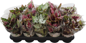 Begonia ‘Belgem’ – 12cm Pot