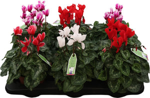 Mixed Cyclamen persicum Midi – 13cm Pot