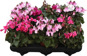 Pink Small-Flowered Cyclamen (Cyclamen persicum) – 10.5cm Pot