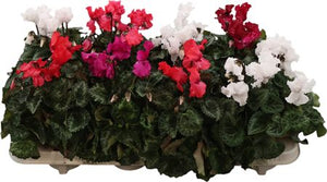 Mixed Cyclamen persicum ‘Merengue’ – 10.5cm Pot