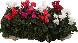 Mixed Cyclamen persicum ‘Merengue’ – 10.5cm Pot