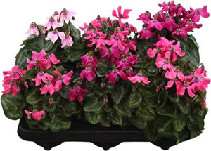 Pink Small-Flowered Cyclamen (Cyclamen persicum) – 10.5cm Pot