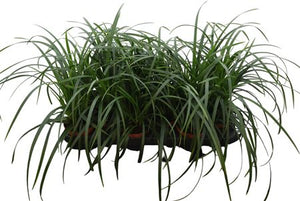 Carex Morrowii Ornamental Grass – 10.5cm Pot