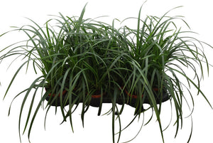 Carex Morrowii Ornamental Grass – 10.5cm Pot