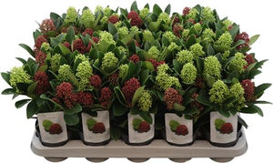 Skimmia japonica ‘Double Diamond’ – 11cm Pot
