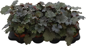 Heuchera ‘Americana’ – 13cm Pot