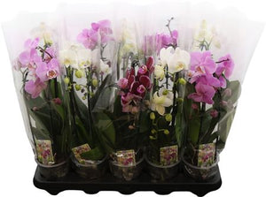 Phalaenopsis Orchid ‘Cascade Gem’ – 12cm Pot