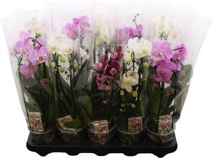 Phalaenopsis Orchid ‘Cascade Gem’ – 12cm Pot