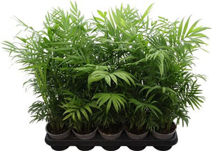 Parlour Palm (Chamaedorea elegans) – 12cm Pot