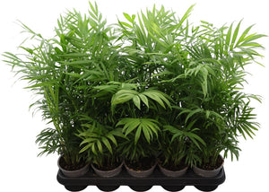 Parlour Palm (Chamaedorea elegans) – 12cm Pot