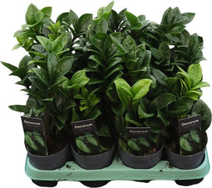 ZZ Plant ‘Zenzi’ (Zamioculcas zamiifolia) – 10.5cm Pot