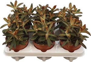 Chocolate Soldier Kalanchoe – 12cm Pot