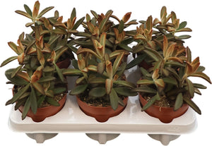 Chocolate Soldier Kalanchoe – 12cm Pot