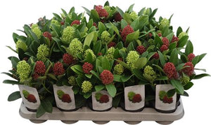 Skimmia japonica 'Double Diamond' – 10cm Pot