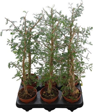 Operculicarya decaryi Elephant Tree – 12cm Pot