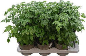 China Doll Plant (Radermachera sinica) – 17cm Pot