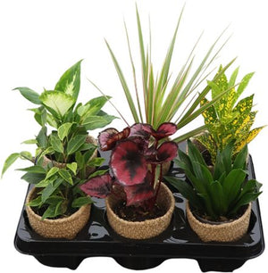 Mixed Green Houseplants in Decorative Basket – 11cm Pots