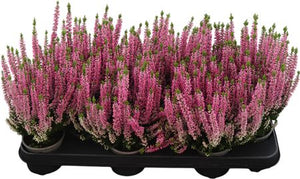 Yellow Heather (Calluna vulgaris) – 9.5cm Pot