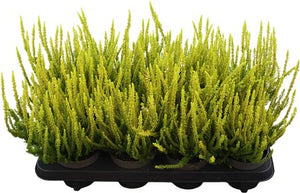 Mixed Calluna vulgaris Heather – 12cm Pot, 30cm High