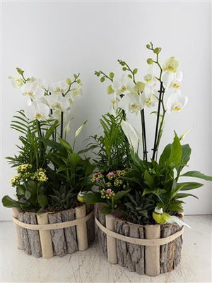 Mixed Phalaenopsis Orchid Arrangement in Oval Beechwood