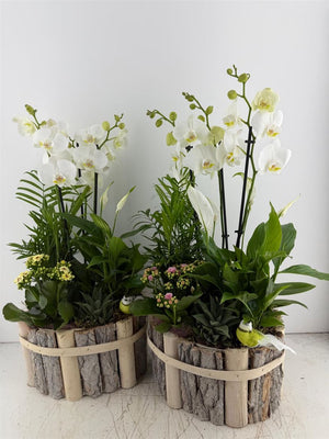 Mixed Phalaenopsis Orchid Arrangement in Oval Beechwood