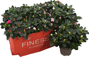 Azalea (Rhododendron simsii) – 12cm Pot
