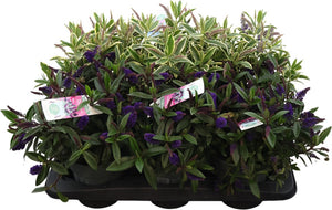 Mixed Hebe Garden Plant – 15cm Pot, 35cm High