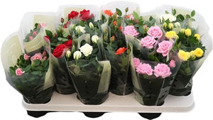 Mixed Kordana Patio Rose – 10.5cm Pot