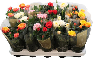 Grande Gem Rose – 10.5cm Pot