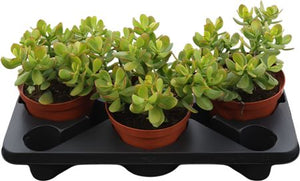 Jade Plant (Crassula ovata) – 17cm Pot