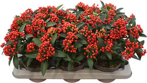 Red Skimmia japonica – 15cm Pot