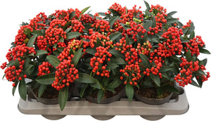 Red Skimmia japonica – 15cm Pot