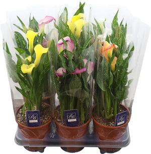 Mixed Zantedeschia Calla Lily – 14cm Pot, 45cm High