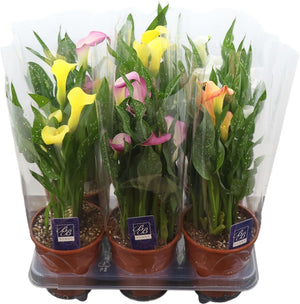 Mixed Zantedeschia Calla Lily – 14cm Pot, 45cm High