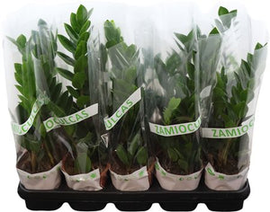 ZZ Plant (Zamioculcas zamiifolia) – 12cm Pot