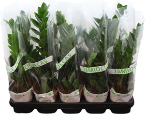 ZZ Plant (Zamioculcas zamiifolia) – 12cm Pot